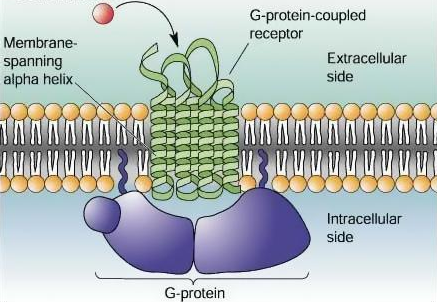 GPCR Protein