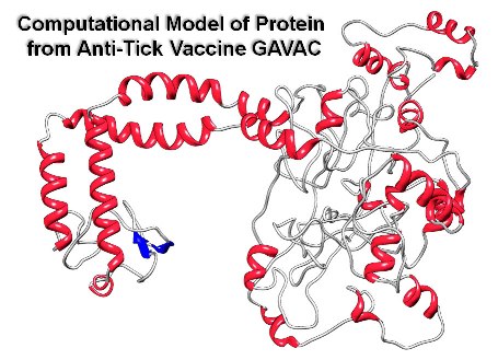 Anti-Tick GAVAC Vaccine